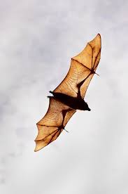 Pin By Mike Christopher On Nature Wild Creatures Fruit Bat Animals