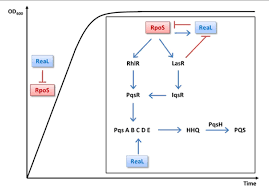 Check 'rpos' translations into russian. Negative Control Of Rpos Synthesis By The Srna Real In Pseudomonas Aeruginosa Semantic Scholar