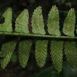 Image result for Asplenium barteri