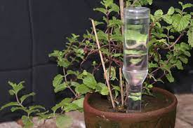How To Create An Automatic Plant Watering Device From A Hot Sauce Bottle Plant Watering System Plants In Bottles Water Plants