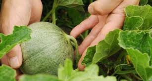 Melonen Im Gewachshaus Anbauen Melonen Anbauen Garten Gewachs