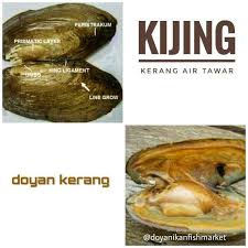 Astacopsis gouldi lobster lebih enak jika diolah ketika masih hidup ya readers karena ketika masih hidup rasa lobsterpun. Kijing Kerang Air Tawar Shopee Indonesia