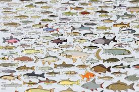 Pop Chart Lab Freshwater Fish Of America