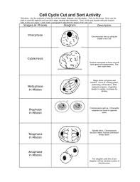 Once you find your worksheet, click on. Cell Cycle Cut And Sort Activity Interphase Mitosis Cytokinesis