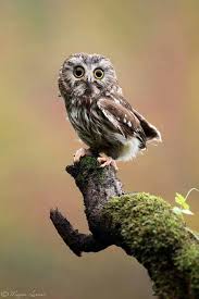 Baby Owl Beautiful Birds Pet Birds Baby Owls