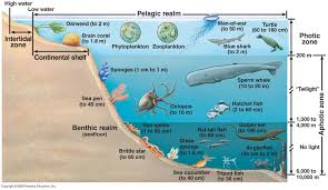 Marine Biology Science Fair Projects Ocean Zones And What Creatures Live In Them Ocean Zones Ocean Ecosystem Layers Of The Ocean