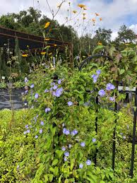 Image result for Jacquemontia