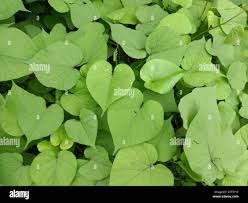 Image result for Ipomoea parasitica