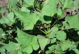 Image result for Vernonia thomsoniana