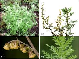 Image result for Artemisia afra