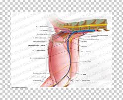The cat's legs are slender, some cat breed s have more slender legs than others. Muscle Finger Nerve Human Leg Thigh Png Clipart Anatomy Angle Arm Blood Vessel Cat Anatomy Free
