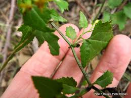 Image result for Senecio deltoideus