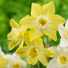 Fill Your Yard With Delightful Daffodils Angie The Freckled Rose Daffodil Bulbs Spring Blooming Flowers Daffodils