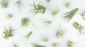 We believe in helping you find the product that is right for you. How To Water And Care For Air Plants The Savvy Heart