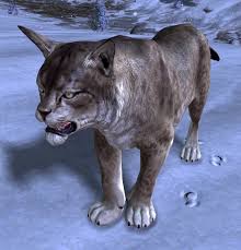 306,363 likes · 102 talking about this. Juvenile Lynx Guild Wars 2 Wiki Gw2w