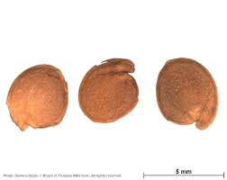 Image result for Megalochlamys hamata