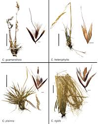 Image result for Trisetopsis