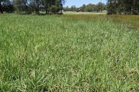 Image result for Panicum repentellum