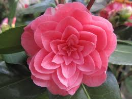 Common Camellia Japanese Camellia Pink Perfection Camellia Japonica Beautiful Flowers Flowers Garden Bloggers