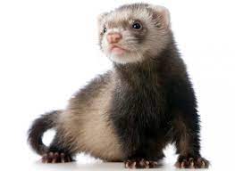 Furetti in vendita in animali: Il Furetto