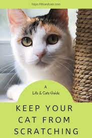 Pin On Understanding Cat Behavior