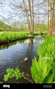 Image result for Dryopteris kilemensis