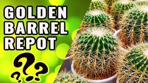 A swollen stem that holds water once the seedlings have acclimatized to indoor conditions, transplant each into its own small pot. Golden Barrel Cactus Care Guide Growing The Round Cactus