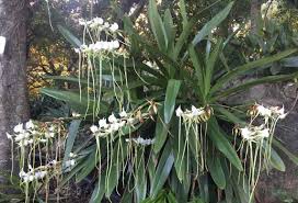 Image result for Rangaeris muscicola