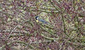 Le choix de la rédaction : Entre Le 15 Mars Et Le 31 Juillet Il Est Interdit De Tailler Les Haies Nature D Ici Et D Ailleurs