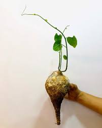 Image result for Pyrenacantha