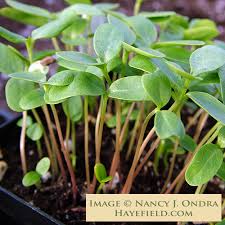 Image result for Gomphocarpus glaucophyllus