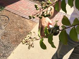 Crepe myrtle likes full sun, but in drought conditions or even when it's rainy, the flowering may be delayed. Should I Prune My Crape Myrtle In Fall