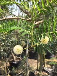Image result for Acacia sieberiana