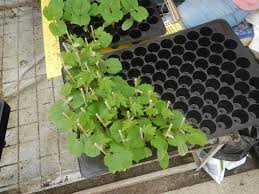 Tall and perfect for larger cuttings and seedlings. What Size Is A Standard Seed Tray What Does 1020 Mean Greenupside