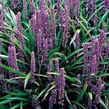 Even better is that perhaps the greatest thing about using low maintenance perennials in your beds is that even the most forgetful and inexperienced gardeners won't have. Top 10 Low Maintenance Plants Kyora Landscapes Blog