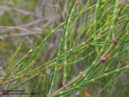 Image result for Scleria xerophila