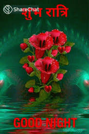 Maybe you would like to learn more about one of these? Good Night Rose Flowers Posted By John Walker