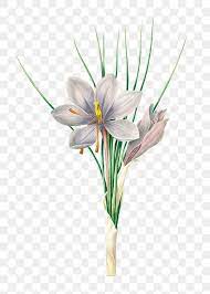 Autumn Crocus Flower Sticker Design Element Free Image By Rawpixel Com Gade Crocus Flower Crocus Saffron Crocus