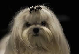 Unlike many other bows that fix onto your pet using a rubberband, these bows have a small alligator clip which is more gentle on your dog's hair and won't pull. Maltese Dog Breed Information And Pictures