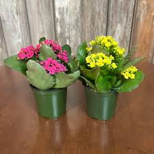 Image result for Kalanchoe