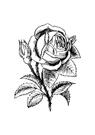 Decorative Rose Flower Black And White Clipart Free Svg File Svgheart Com