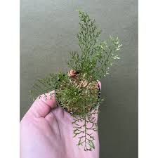 Image result for Asplenium theciferum