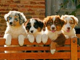 Australian shepherd (204) apply australian shepherd filter The Top Trending Dog Breeds Of 2019 According To Google