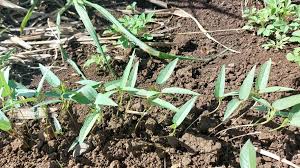 Image result for Vigna radicans