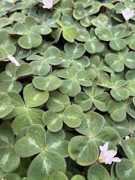Image result for Oxalis oligotricha
