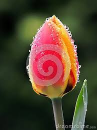 What flowers are associated with love. Tulips Are Known As Perfect Love According To The Meaning Of Flowers With Each Colour Associated With An Expression Va Flower Meanings Tulips Perfect Love