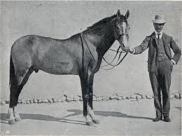 This breed is known as a mountain breed. Iomud Wikipedia