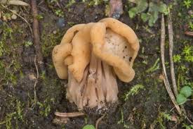 Check spelling or type a new query. Photo 2339 12 Elfin Saddle Mushroom Helvella Crispa Near Miles North From St Petersburg Russia