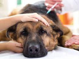Actualizaciones sobre la ivermectina para perros. Alertan Que La Ivermectina No Es Una Vacuna Ultimas Noticias