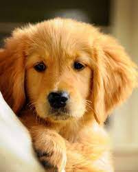 Mar 21, 2021 · librivox about. Download Hd Cute Wallpaper Golden Retriever Adorable Puppies